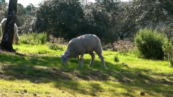 Zeitlupe Einer Herde Weidender Weißer Schafe Auf Den Weiden Der — Stockvideo