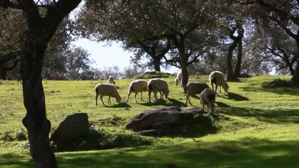 スペインのデシェアアンダルシアのオークの木の近くの牧草地でグループの群れ放牧白い羊のスローモーション フィールドで春の太陽の日の草を放牧するスペインの子羊 — ストック動画