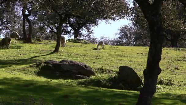 Zpomalení Skupinového Stáda Pasoucích Bílých Ovcí Pastvinách Poblíž Dubů Andalusii — Stock video