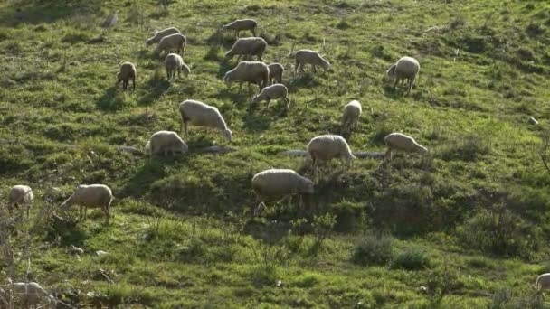 Lento Movimiento Del Rebaño Grupo Pastando Ovejas Blancas Los Pastos — Vídeos de Stock