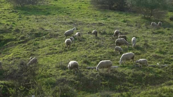 Langzame Beweging Van Groepskudde Grazende Witte Schapen Weiden Nabij Olijfbomen — Stockvideo