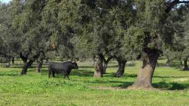 İspanya 'nın Endülüs bölgesindeki meşe ağaçlarının yakınındaki çayırlarda İspanyol boğa dövüşçülerinin yavaşlaması. Büyük siyah boğalar, ilkbaharın güzel güneşli gününde çayırda otluyor.