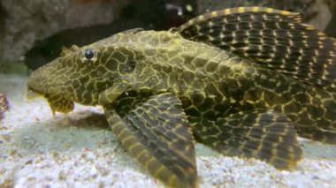 Benekli siyah bir pleco 'nun kapağı ağzının içini gösteren dudaklı bir akvaryum tankının camını yalıyor. Enayi ağızlı yayınbalığı Dan 'i emiyor.