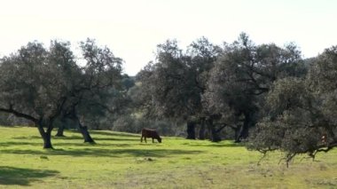 İspanyol boğa, Endülüs 'ün meşe ağaçları yakınlarındaki çayırlarda, İspanya sahasında. Büyük siyah boğalar, ilkbaharın güzel güneşli gününde çayırda otluyor.