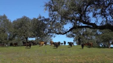 İspanyol boğa, Endülüs 'ün meşe ağaçları yakınlarındaki çayırlarda, İspanya sahasında. Büyük siyah boğalar, ilkbaharın güzel güneşli gününde çayırda otluyor.