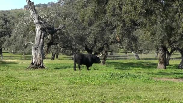 Lento Toro Combate Español Los Pastizales Cerca Robles Dehesa Andalucía — Vídeo de stock