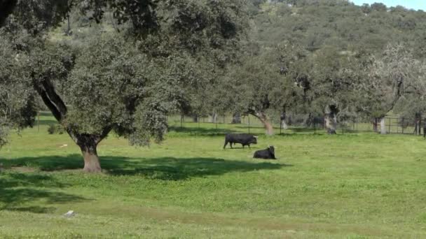 スペインのフィールドのデシェアアンダルシアのオークの木に近い牧草地でスペインの闘牛のスローモーション 春の美しい太陽の日に牧草地で草を放牧する大きな黒い雄牛 — ストック動画