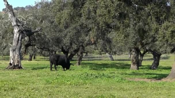 Ισπανός Μαχητής Ταύρος Στα Βοσκοτόπια Κοντά Βελανιδιές Της Ανδαλουσίας Ισπανία — Αρχείο Βίντεο