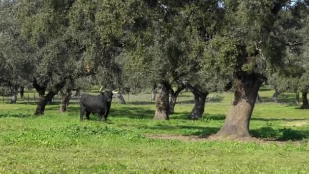 スペインフィールドのDehesaアンダルシア オークの木の近くの牧草地でスペインの闘牛 春の美しい太陽の日に牧草地で草を放牧する大きな黒い雄牛 — ストック動画