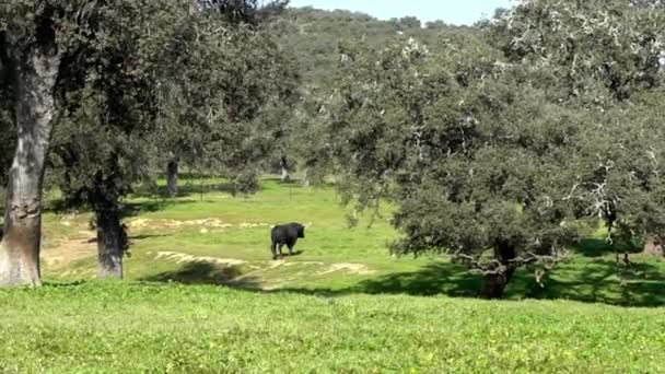 Spanskt Slagsmål Tjur Betesmarkerna Nära Träd Dehesa Andalusien Spanien Fält — Stockvideo