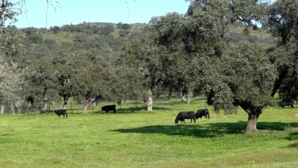 Hiszpański Byk Walczący Pastwiskach Pobliżu Dębów Dehesa Andalusia Hiszpania Pola — Wideo stockowe