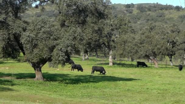 スペインフィールドのDehesaアンダルシア オークの木の近くの牧草地でスペインの闘牛 春の美しい太陽の日に牧草地で草を放牧する大きな黒い雄牛 — ストック動画