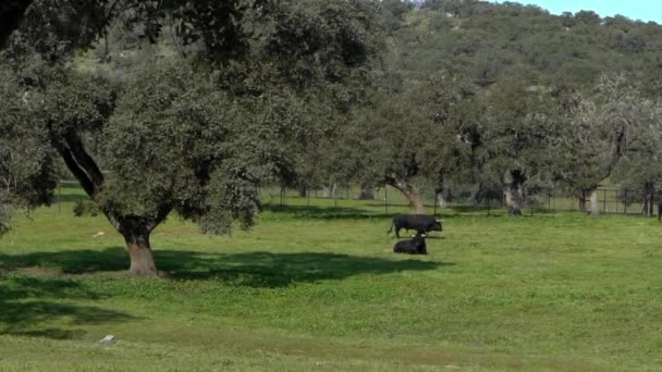 Toro Combate Español Los Pastizales Cerca Robles Dehesa Andalucía Campo — Vídeos de Stock