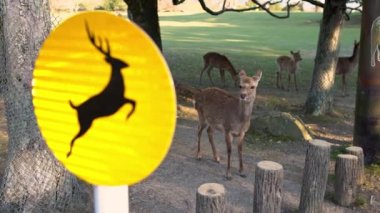 Sika geyiği bir Japon Nara Parkı 'nda özgürce yaşar. Bahar mevsiminde genç, vahşi bir Cervus meme ucu. Japonya 'nın turistik merkezi. Dünyanın doğal parkları. -Dan.