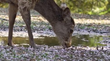 Sika geyiği bir Japon Nara Parkı 'nda özgürce yaşar. Bahar mevsiminde genç, vahşi bir Cervus meme ucu. Japonya 'nın turistik merkezi. Dünyanın doğal parkları. -Dan.