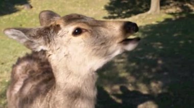 Sika geyiği bir Japon Nara Parkı 'nda özgürce yaşar. Bahar mevsiminde genç, vahşi bir Cervus meme ucu. Japonya 'nın turistik merkezi. Dünyanın doğal parkları. -Dan.