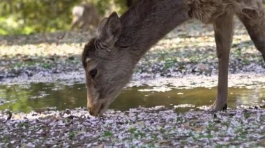 Sika geyiği bir Japon Nara Parkı 'nda özgürce yaşar. Bahar mevsiminde genç, vahşi bir Cervus meme ucu. Japonya 'nın turistik merkezi. Dünyanın doğal parkları. -Dan.