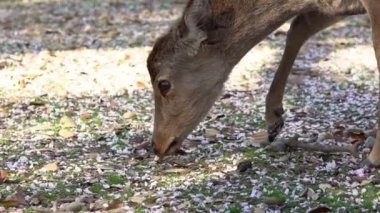 Sika geyiği bir Japon Nara Parkı 'nda özgürce yaşar. Bahar mevsiminde genç, vahşi bir Cervus meme ucu. Japonya 'nın turistik merkezi. Dünyanın doğal parkları. -Dan.