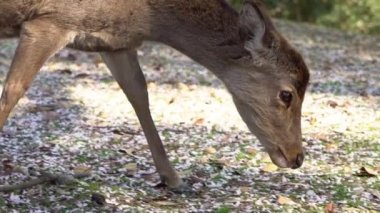 Sika geyiği bir Japon Nara Parkı 'nda özgürce yaşar. Bahar mevsiminde genç, vahşi bir Cervus meme ucu. Japonya 'nın turistik merkezi. Dünyanın doğal parkları. -Dan.