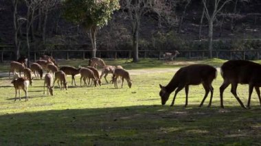 Sika geyiği bir Japon Nara Parkı 'nda özgürce yaşar. Bahar mevsiminde genç, vahşi bir Cervus meme ucu. Japonya 'nın turistik merkezi. Dünyanın doğal parkları. -Dan.