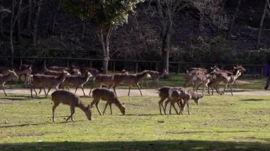 Sika geyiği bir Japon Nara Parkı 'nda özgürce yaşar. Bahar mevsiminde genç, vahşi bir Cervus meme ucu. Japonya 'nın turistik merkezi. Dünyanın doğal parkları. -Dan.