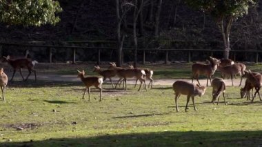 Sika geyiği bir Japon Nara Parkı 'nda özgürce yaşar. Bahar mevsiminde genç, vahşi bir Cervus meme ucu. Japonya 'nın turistik merkezi. Dünyanın doğal parkları. -Dan.