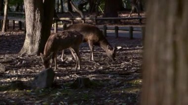 Sika geyiği bir Japon Nara Parkı 'nda özgürce yaşar. Bahar mevsiminde genç, vahşi bir Cervus meme ucu. Japonya 'nın turistik merkezi. Dünyanın doğal parkları. -Dan.