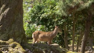 Sika geyiği bir Japon Nara Parkı 'nda özgürce yaşar. Bahar mevsiminde genç, vahşi bir Cervus meme ucu. Japonya 'nın turistik merkezi. Dünyanın doğal parkları. -Dan.