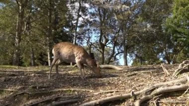 Sika geyiği bir Japon Nara Parkı 'nda özgürce yaşar. Bahar mevsiminde genç, vahşi bir Cervus meme ucu. Japonya 'nın turistik merkezi. Dünyanın doğal parkları. -Dan.