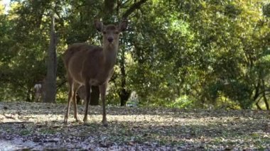 Sika geyiği bir Japon Nara Parkı 'nda özgürce yaşar. Bahar mevsiminde genç, vahşi bir Cervus meme ucu. Japonya 'nın turistik merkezi. Dünyanın doğal parkları. -Dan.