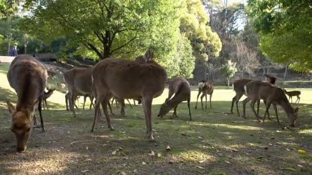 Sika Szarvas Szabadon Egy Japán Nara Parkban Egy Fiatal Vad — Stock videók