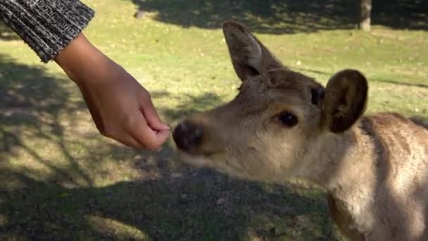 Cervos Sika Vivem Livremente Parque Nara Japonês Jovem Cervus Nippon — Vídeo de Stock