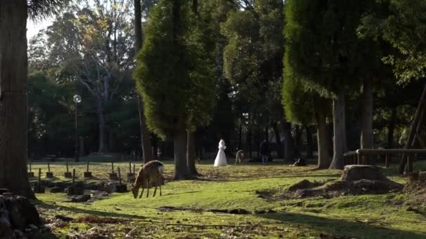 Los Ciervos Sika Viven Libremente Parque Japonés Nara Joven Salvaje — Vídeo de stock