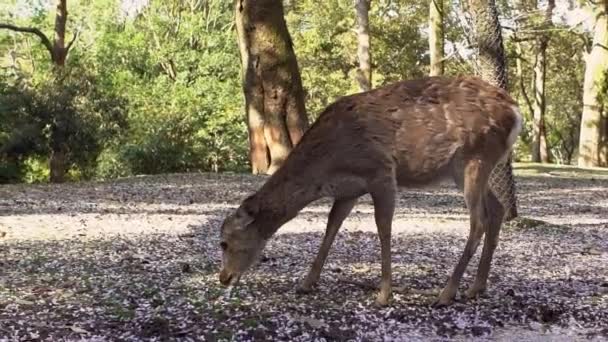 Sika Geyiği Bir Japon Nara Parkı Nda Özgürce Yaşar Bahar — Stok video