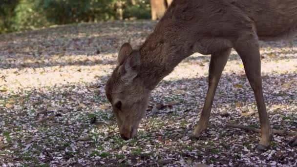 Los Ciervos Sika Viven Libremente Parque Japonés Nara Joven Salvaje — Vídeos de Stock