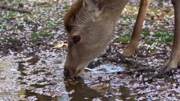 사슴은 공원에서 자유롭게 야생의 Cervus Nippon 일본의 관광지이다 자연의 Dan — 비디오