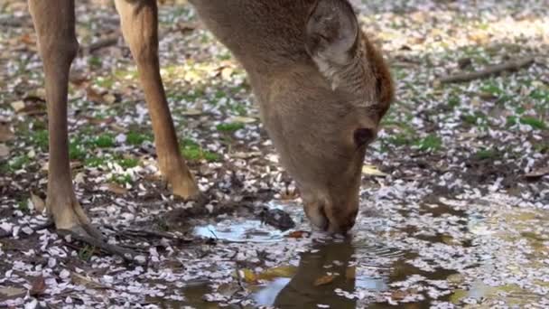 Sika Deer Live Freely Japanese Nara Park Young Wild Cervus — Stock Video