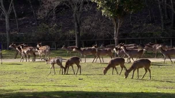 Cervos Sika Vivem Livremente Parque Nara Japonês Jovem Cervus Nippon — Vídeo de Stock