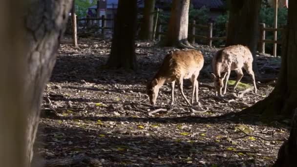 Los Ciervos Sika Viven Libremente Parque Japonés Nara Joven Salvaje — Vídeo de stock