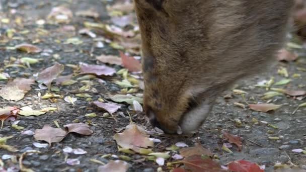 Sika Hirsche Leben Frei Einem Japanischen Nara Park Ein Junger — Stockvideo