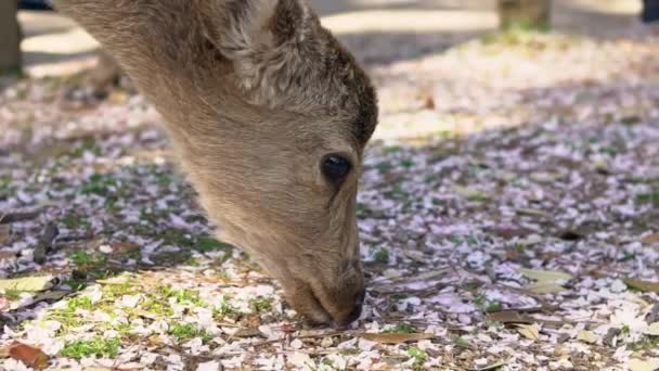 Sika Deer Live Freely Japanese Nara Park Young Wild Cervus — Stock Video