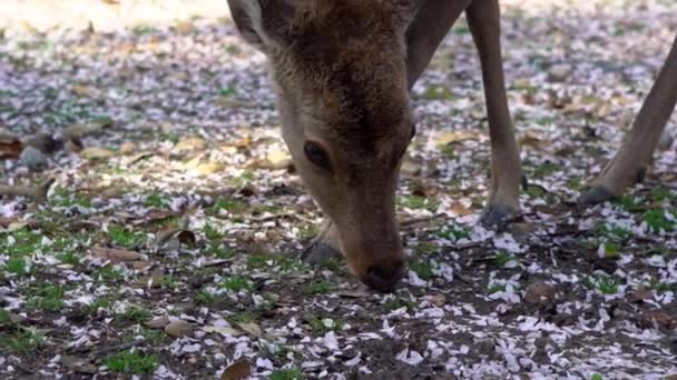 Cervi Sika Vivono Liberamente Parco Giapponese Nara Giovane Nippon Selvatico — Video Stock