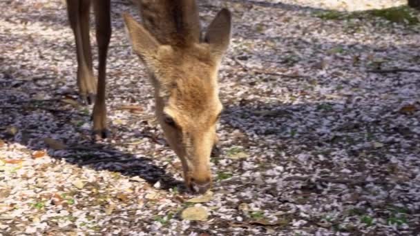 Los Ciervos Sika Viven Libremente Parque Japonés Nara Joven Salvaje — Vídeos de Stock