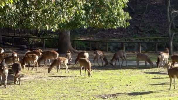 Sika Rådjur Lever Fritt Japansk Nara Park Ung Vild Cervus — Stockvideo