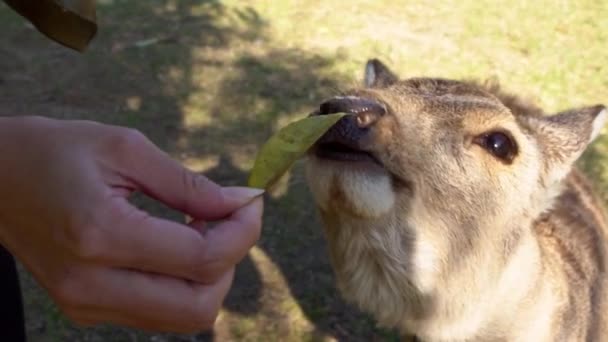 Jelen Sika Žije Volně Japonském Parku Nara Mladý Divoký Cervus — Stock video