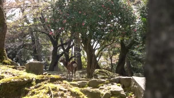 Los Ciervos Sika Viven Libremente Parque Japonés Nara Joven Salvaje — Vídeos de Stock