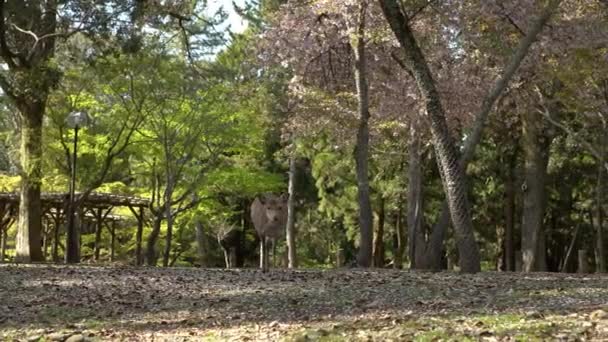 Сика Олени Свободно Живут Японском Парке Нары Молодой Дикий Сосок — стоковое видео