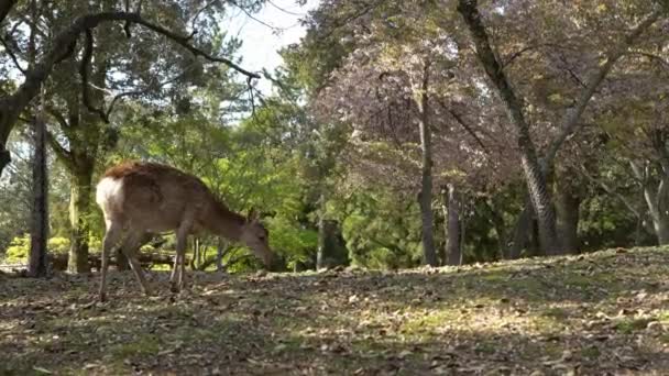 日本の奈良公園には鹿が自由に生息しています 春の間の若い野生の子宮頸部ニッポン 日本の観光名所 世界の自然公園 — ストック動画