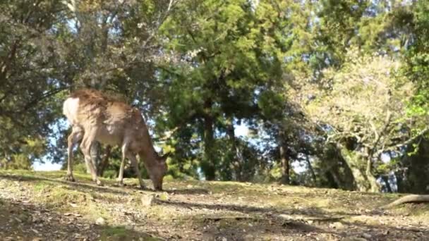 Sika Geyiği Bir Japon Nara Parkı Nda Özgürce Yaşar Bahar — Stok video