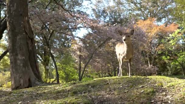 Sika Geyiği Bir Japon Nara Parkı Nda Özgürce Yaşar Bahar — Stok video